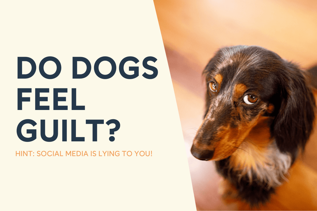 Do Dogs Feel Guilt? Hint: Social Media is Lying to You | Pupford