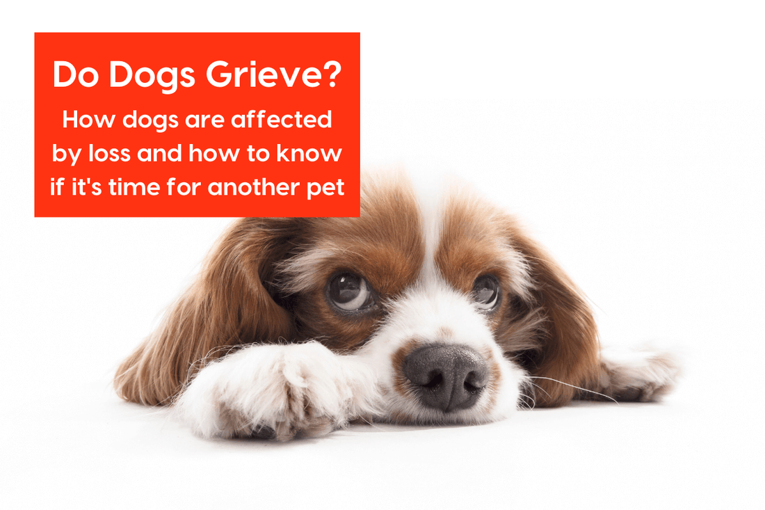 Do Dogs Grieve? How Dogs Are Affected by Loss of Other Dogs | Pupford