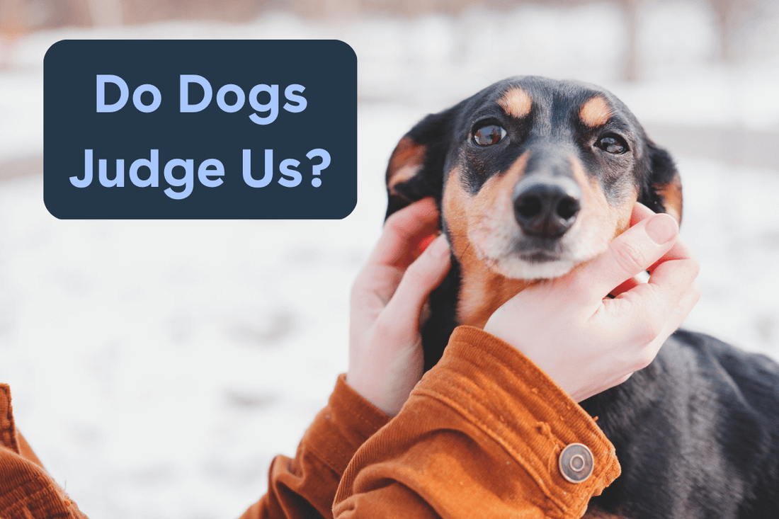 Do Dogs Judge Us? A New Study Has the Answer | Pupford