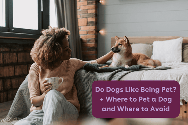 Do Dogs Like Being Pet? + Where to Pet a Dog & Give Scratches | Pupford