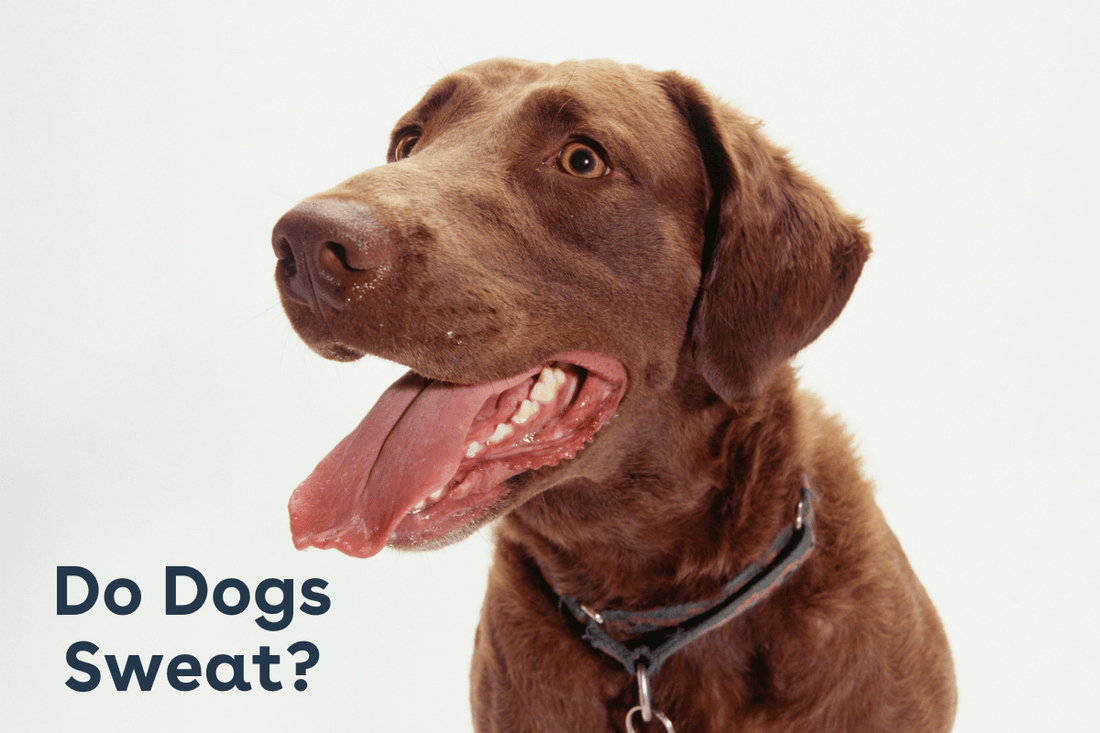 Do Dogs Sweat? How Do They Regulate Body Temperature | Pupford