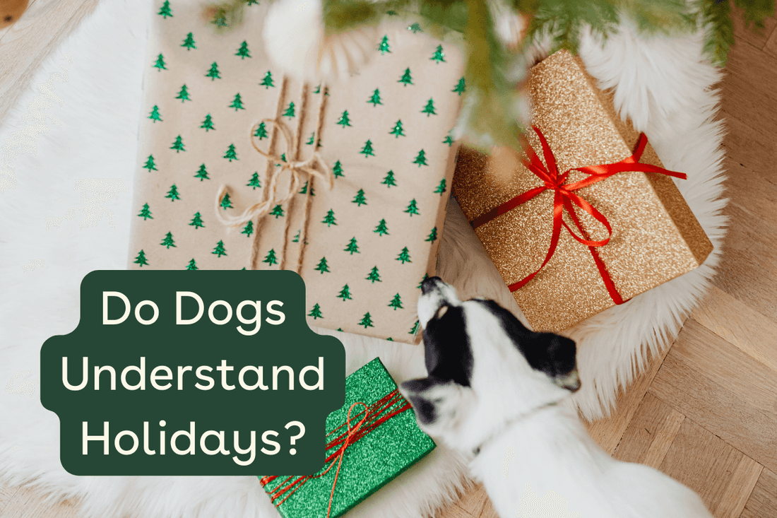 Do Dogs Understand Holidays Like Christmas and Birthdays? | Pupford