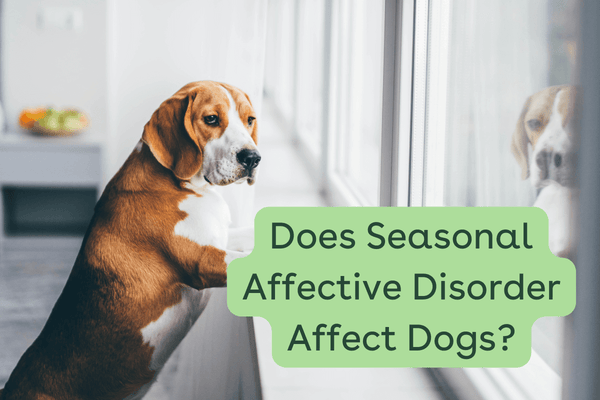 Can Dogs Get Seasonal Affective Disorder (SAD)? | Pupford