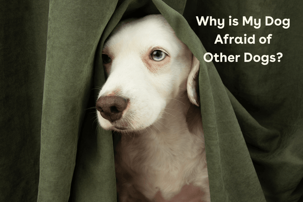Why is My Dog Scared of Other Dogs? Common Reasons & Tips | Pupford
