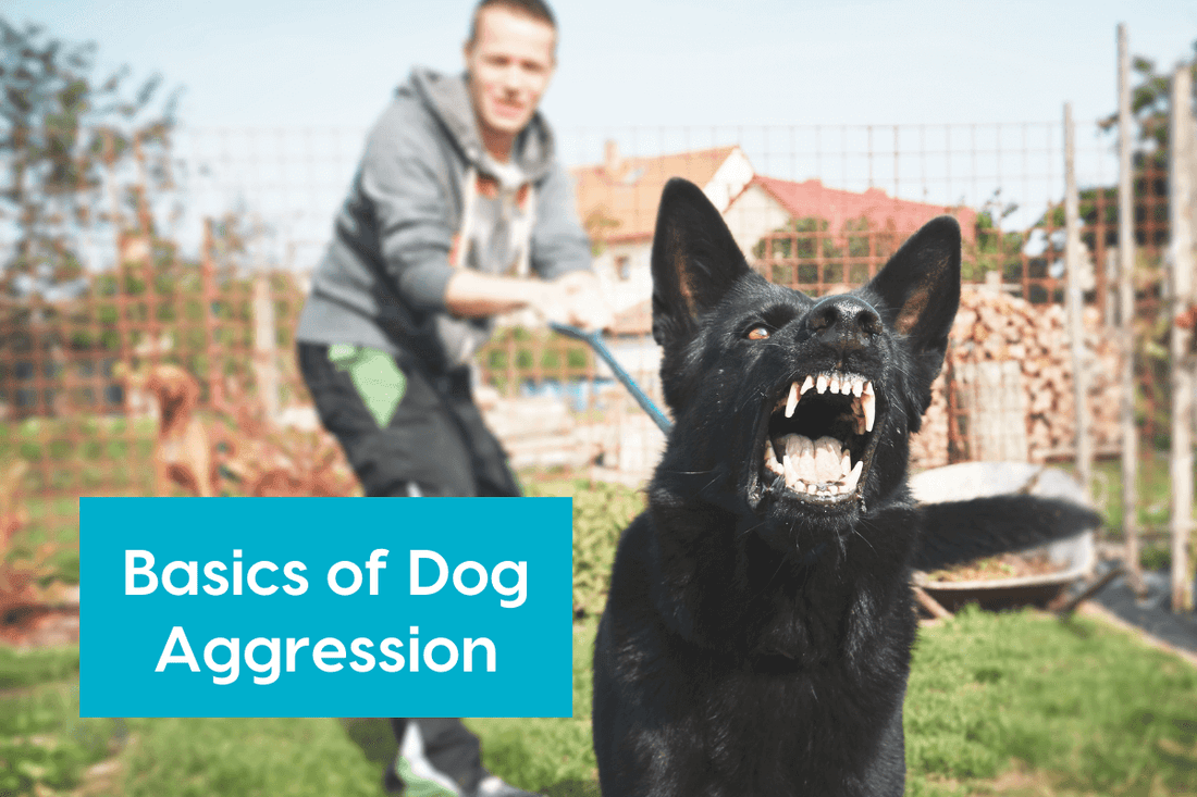 Dog Aggression Basics with Karen Chapdelaine CPDT-KA | Pupford