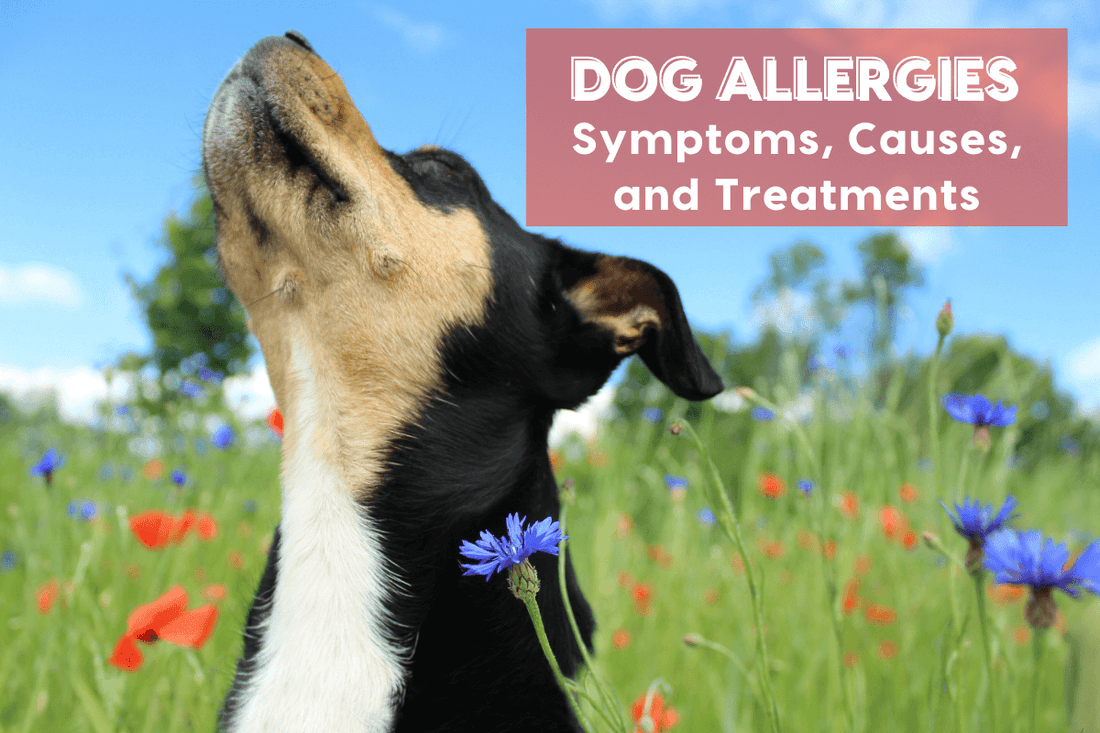 Can Dogs Get Allergies? + Symptoms, Treatments & More | Pupford
