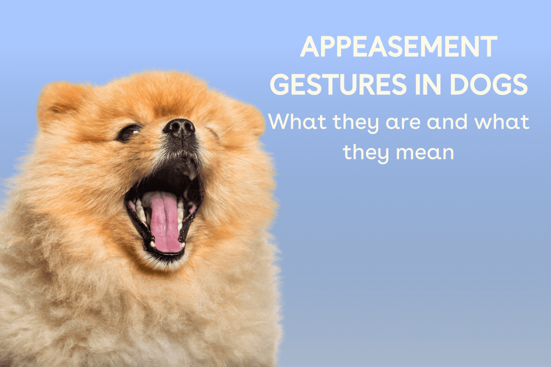 Appeasement Behavior in Dogs + What These Signals Mean | Pupford