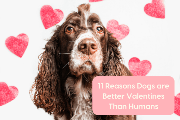 11 Reasons Dogs are Better Valentines Than Humans | Pupford
