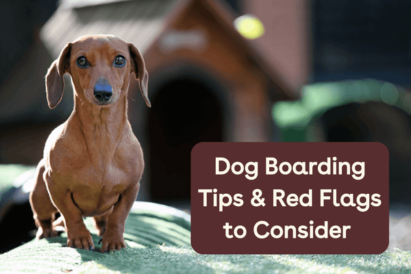 Dog Boarding Tips & Red Flags to Consider | Pupford