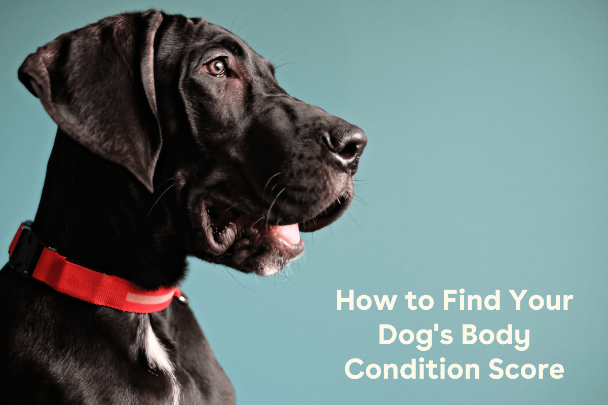 Dog Body Condition Score (BCS) Chart & How to Find It Pupford