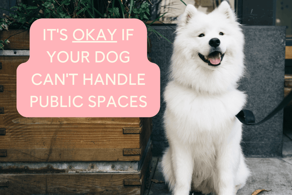 It's Okay If Your Dog Can't Handle Public Spaces | Pupford