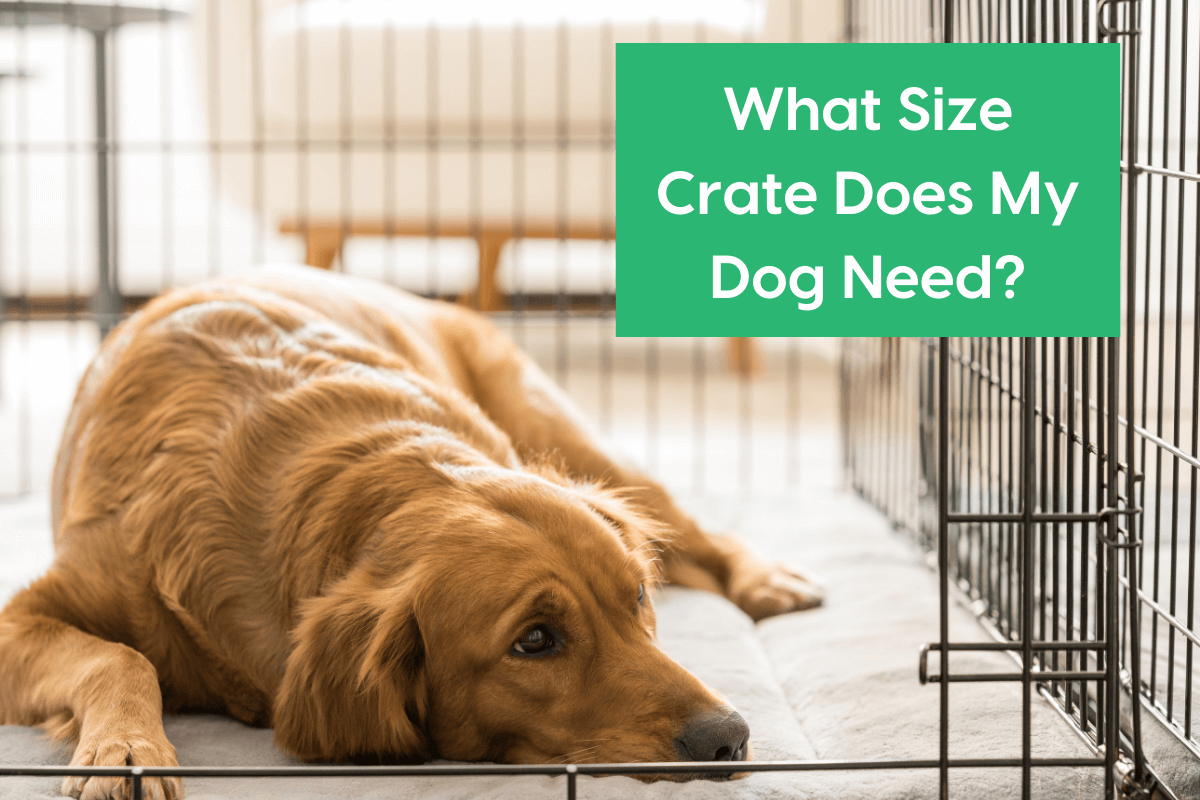 What Size Crate Does My Dog Need? Crate Size Chart & Guide | Pupford
