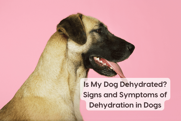 Dehydration in Dogs: Symptoms, Prevention & Safety Tips | Pupford