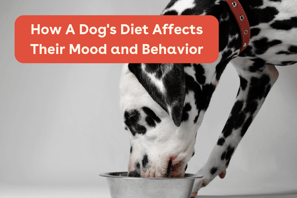 Benefits of Proper Nutrition for Dogs: How a Dog's Diet Affects Their Mood and Behavior | Pupford