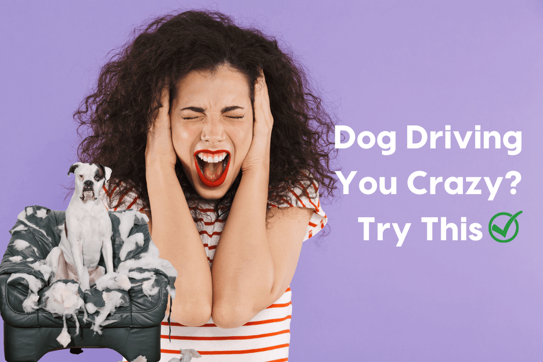 My Dog Is Driving Me Crazy! Do These 3 Things Today | Pupford