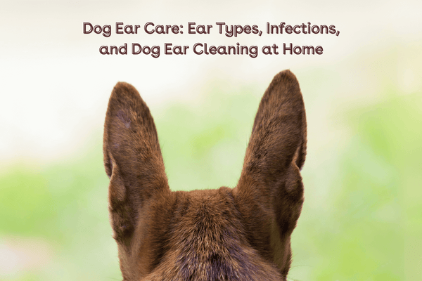 Dog Ear Care: Ear Types, Infections, and Dog Ear Cleaning at Home | Pupford