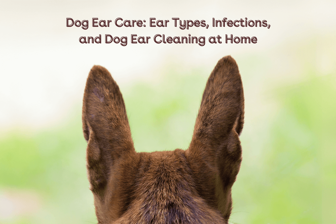 Dog Ear Care: Ear Types, Infections, and Dog Ear Cleaning at Home | Pupford