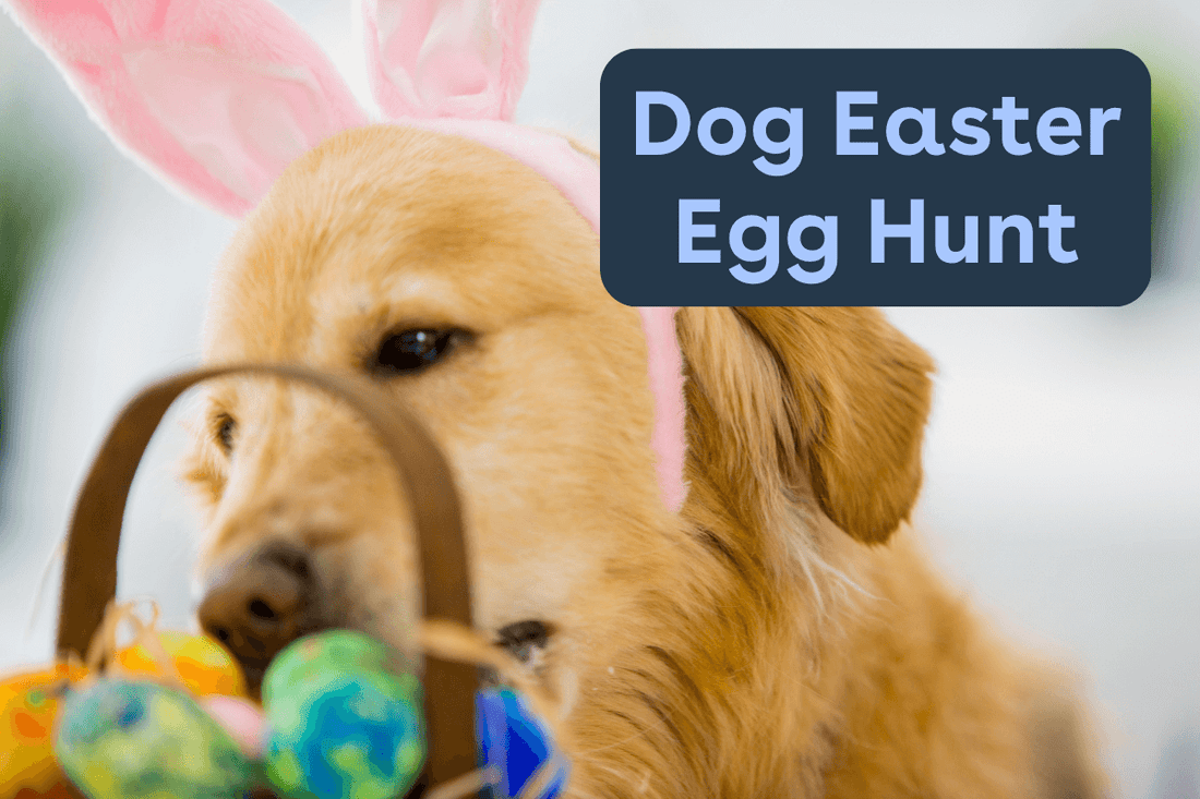 Setting Up an Easter Egg Hunt for Your Dog | Pupford