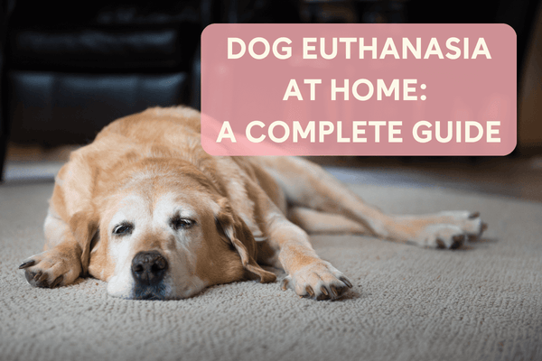 Dog Euthanasia at Home: A Complete Guide | Pupford