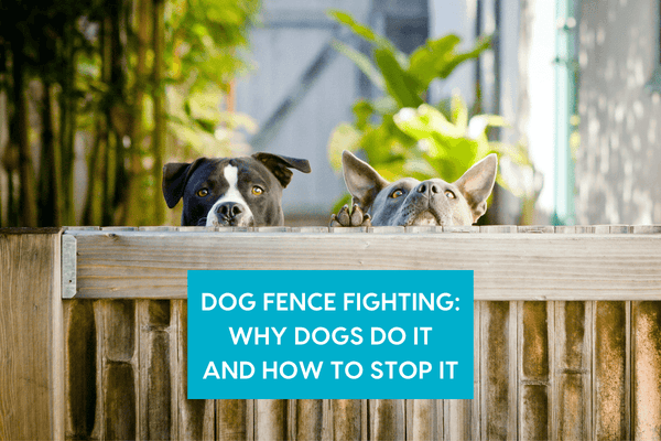Dog Fence Fighting: Why Dogs Do It & How to Stop Barrier Aggression & Frustration | Pupford