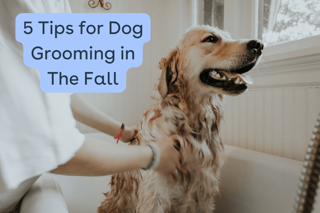 5 Tips for Dog Grooming in the Fall | Pupford