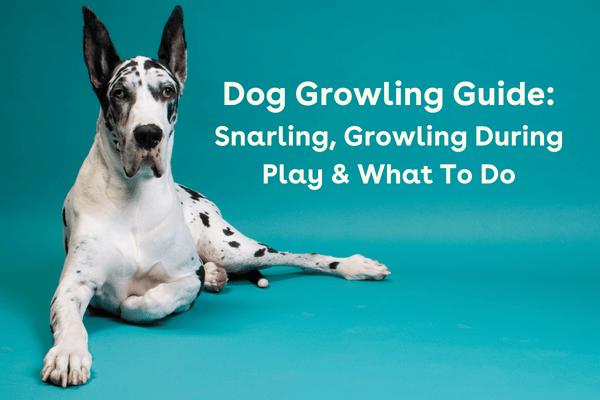 Dog Growling Guide: Snarling, Growling During Play & More | Pupford