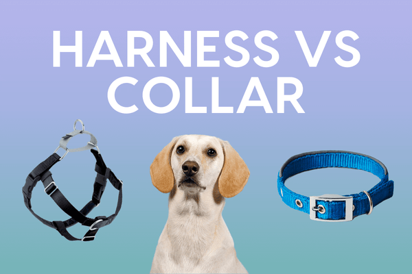 Dog Harness vs Collar: 5 Pros and Cons of Each | Pupford