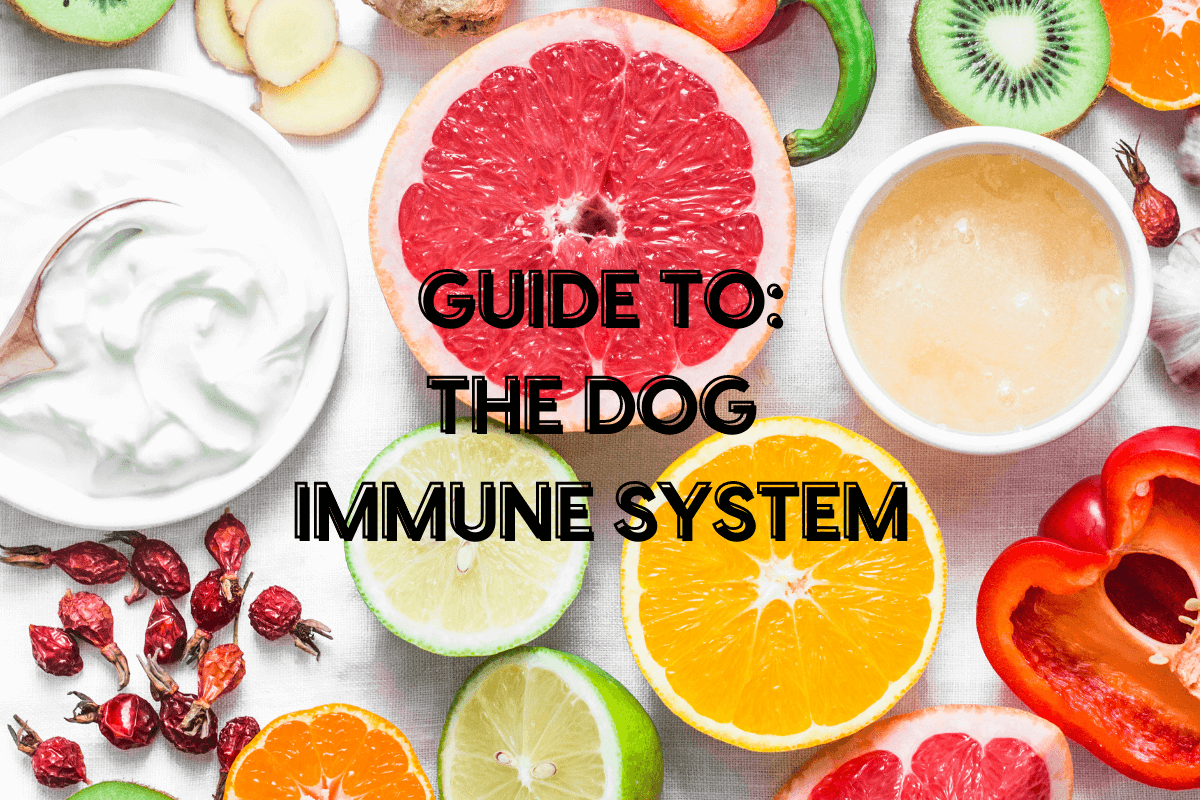 Imunity Dog Your Dog's Immune System: Guide + How to Boost It | Pupford