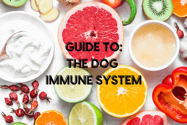 Your Dog's Immune System: Guide + How to Boost It | Pupford