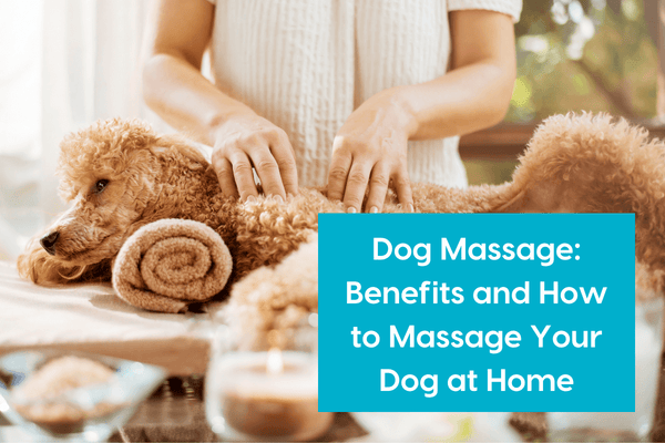 Massage For Dogs: Benefits and How to Massage Your Dog at Home | Pupford