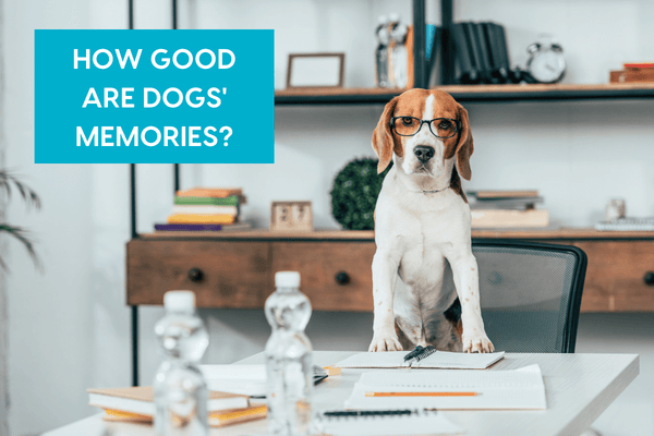 Do Dogs Have Memories & How Good Is a Dog's Memory? | Pupford