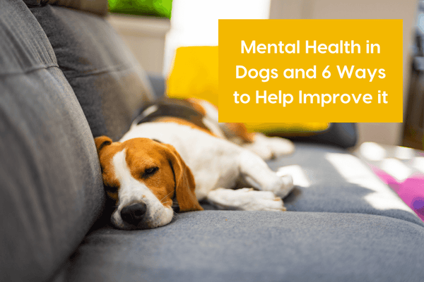 Mental Health & Illness in Dogs and 6 Ways to Help Improve it | Pupford