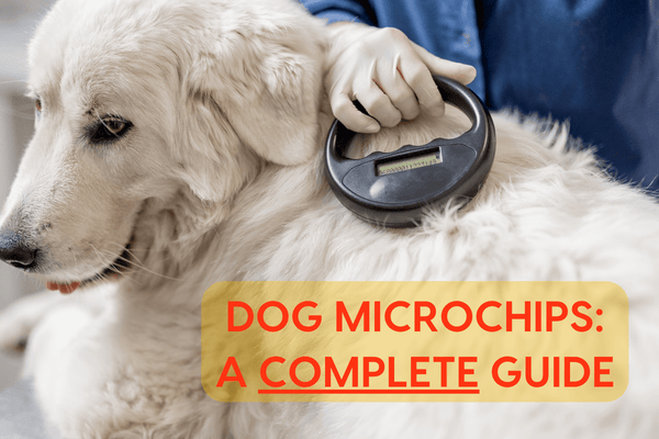 Dog Microchips: A Complete Guide | Pupford