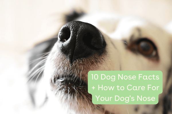 10 Dog Nose Facts + How to Care for & Clean a Dog's Nose | Pupford