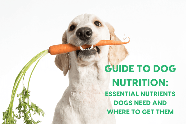 7 Essential Dog Nutrients & How Your Pup Should Get Them | Pupford
