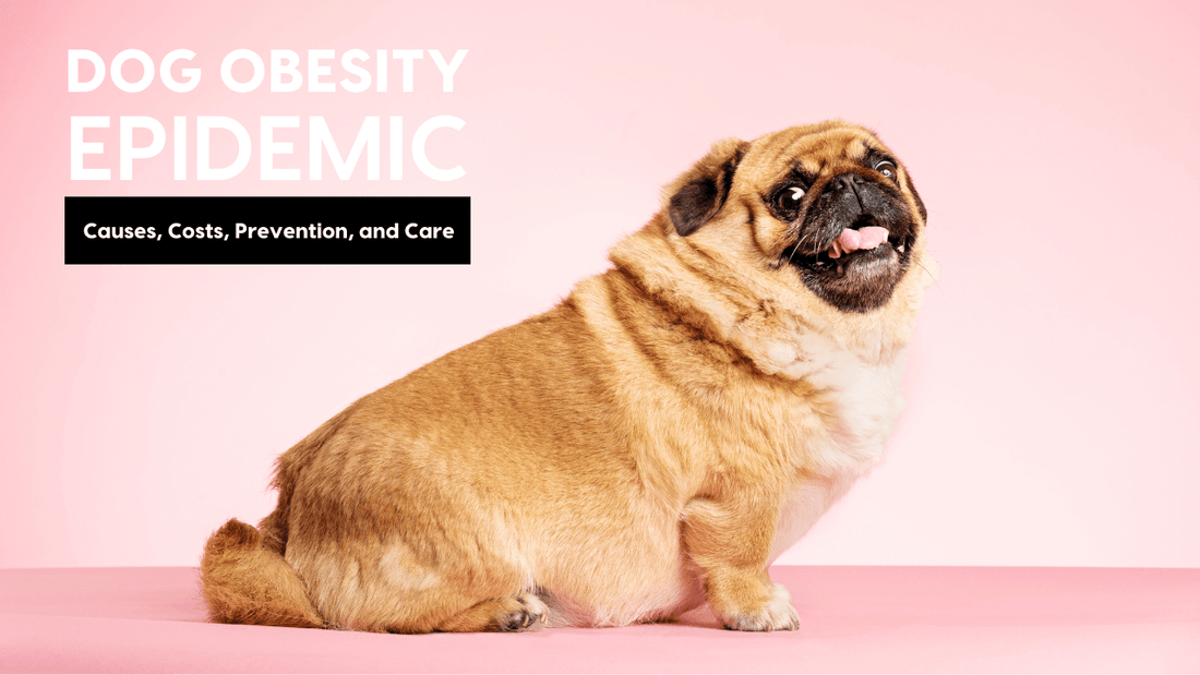 Obese & Overweight Dogs: Chart, Symptoms, Treatments | Pupford