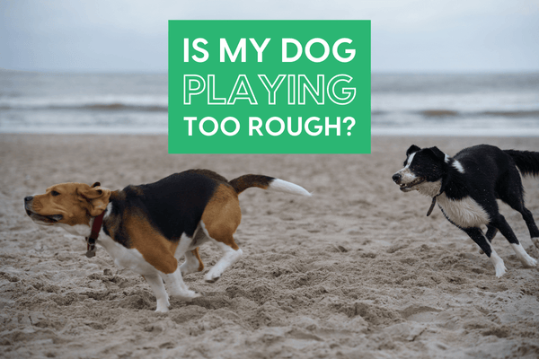 How to Tell If Dogs Are Playing or Fighting & Playing Too Rough | Pupford