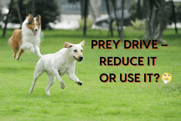 Prey Drive in Dogs – Reduce It or Use It? + Training Tips | Pupford