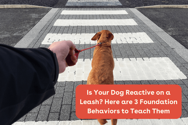 Have a Leash Reactive Dog? Learn 3 Behaviors to Reduce It | Pupford
