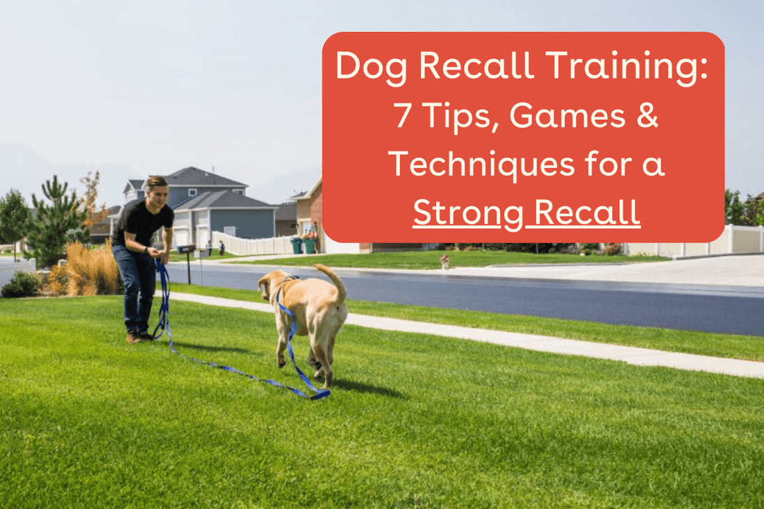 Puppy Recall Training Guide: 7 Games, Tips & Techniques | Pupford