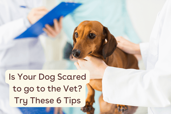 Is Your Dog Scared of the Vet? Try These 7 Tips | Pupford