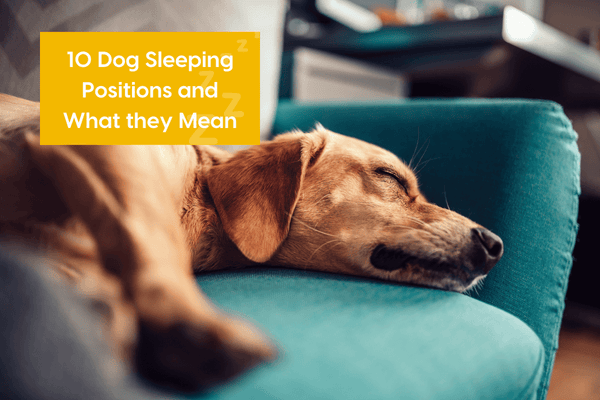 Dog Sleeping Positions Meanings & Chart: 10 Positions Explained | Pupford