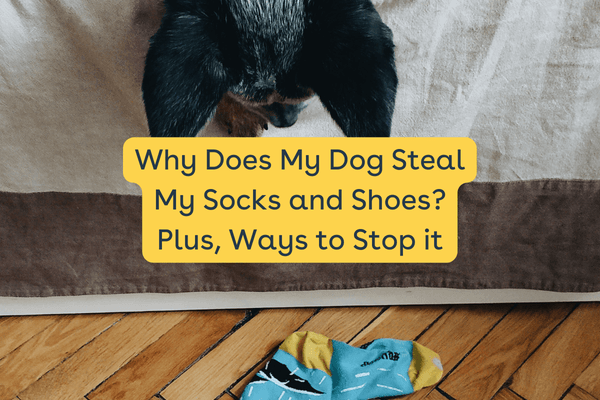 Why Does My Dog Steal My Socks & Shoes? + Why Dogs Like Socks | Pupford