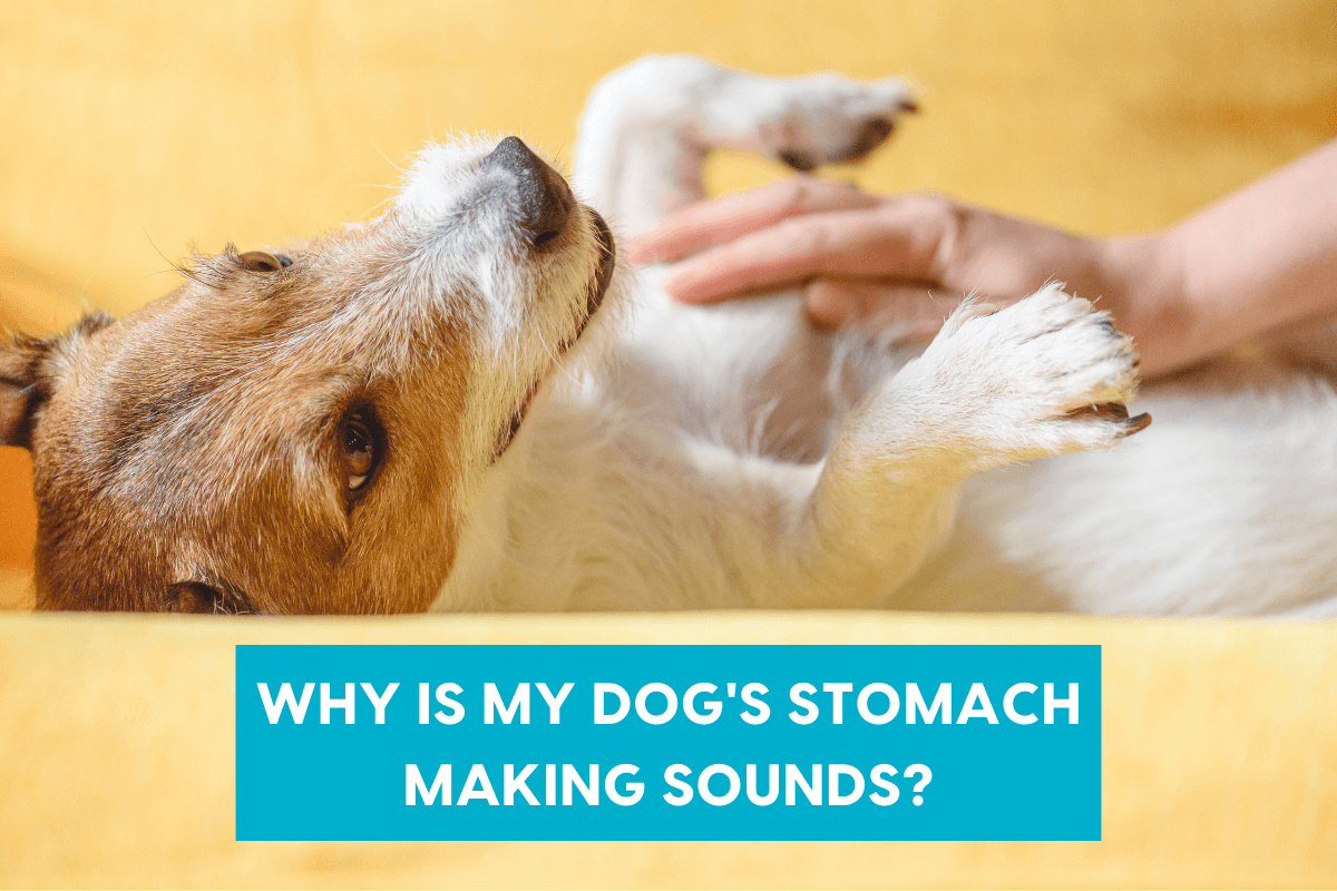 8 Reasons Your Dog's Stomach Is Gurgling & Making Noises | Pupford