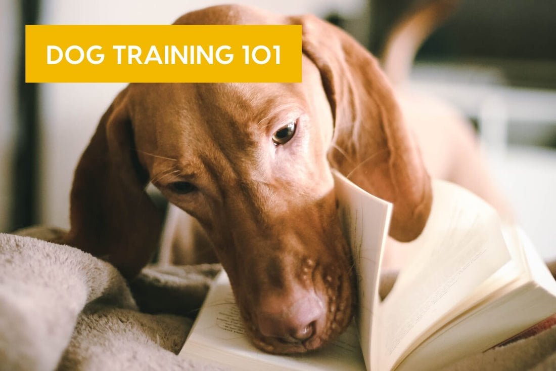 Dog Training 101: 4 Quadrants, LIMA, Myths + Training Tips | Pupford