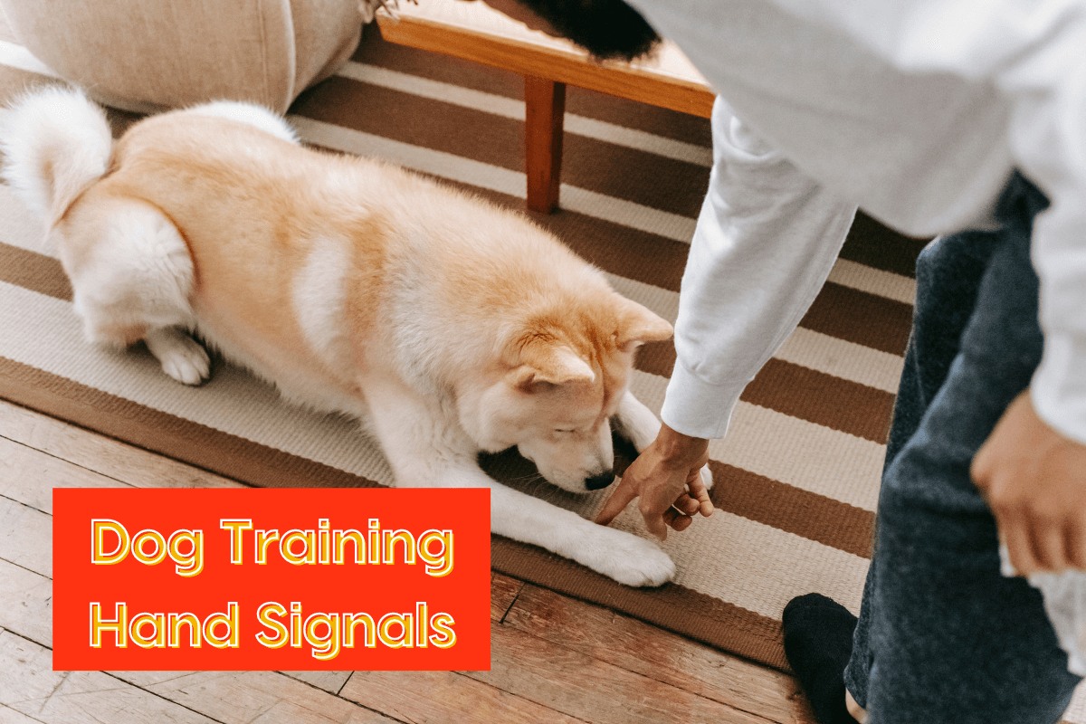 Dog Hand Signals for Training How to Use + PDF Chart Pupford