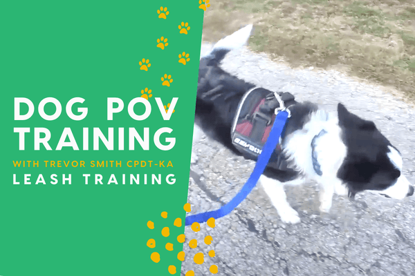 The Dog Training POV Series with Trevor Smith - Leash Walking | Pupford