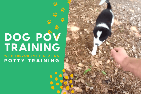 The Dog Training POV Series with Trevor Smith - Potty Training | Pupford