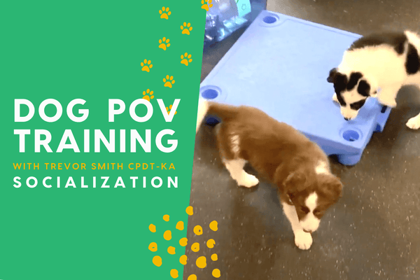 The Dog Training POV Series with Trevor Smith - Puppy Socialization | Pupford