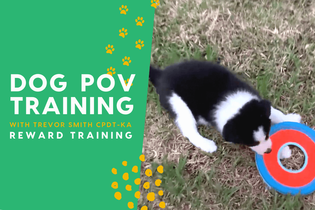 The Dog Training POV Series with Trevor Smith - Reward Training | Pupford